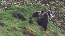 imagen de Cantábrico: Los dominios del oso pardo Tráiler 