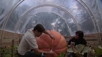 imagen de Cultivando calabazas gigantes Tráiler VO