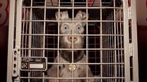 imagen de Isla de perros Tráiler 