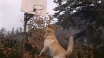 imagen de Air Bud Tráiler VO