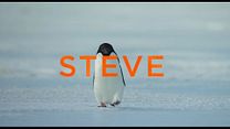 imagen de Penguins Tráiler VO