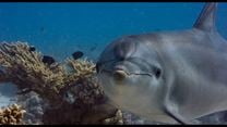 Delfines: La vida en el arrecife Tráiler VO