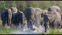 imagen de Los Elefantes Tráiler VO