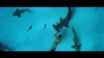 imagen de Sharkwater Extinction Tráiler VO