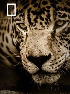 Cartel de Depredadores Temporada 1