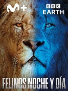 Cartel de Felinos noche y día Temporada 1