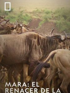 Cartel de Mara: el renacer de la Sabana Temporada 1
