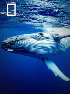 Cartel de Ballenas Temporada 1