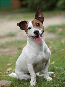 Cartel de Ouifi Temporada 1