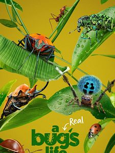 Cartel de Bichos: La verdadera aventura Temporada 1