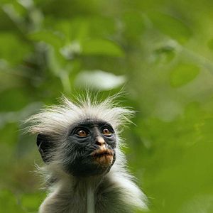 Foto La vida secreta de los animales