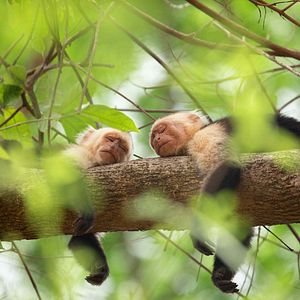 Foto La vida secreta de los animales