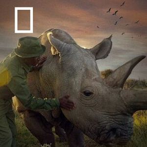 Foto The Last Rhinos: A New Hope