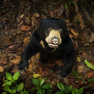 Foto La vida secreta de los animales