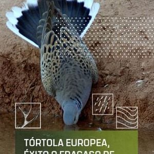 Foto Tórtola Europea, éxito o fracaso de una moratoria