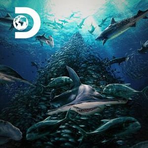 Foto Batalla por la montaña del tiburón