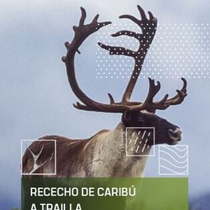 Foto Rececho de caribú a traílla