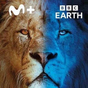 Foto Felinos noche y día