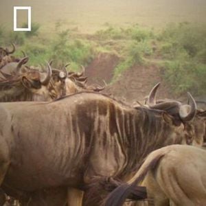 Foto Mara: el renacer de la Sabana