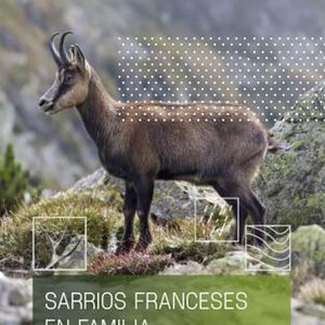 Foto Sarrios franceses en familia