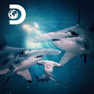 Foto Tiburonas martillo