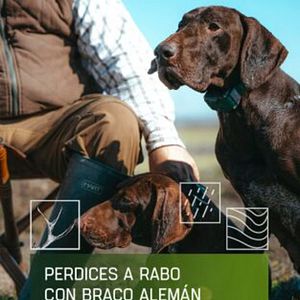 Foto Perdices a rabo con braco alemán