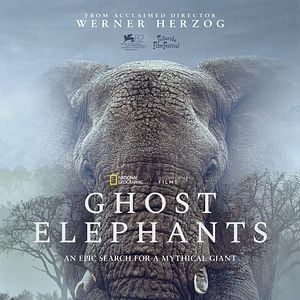 Foto Los elefantes fantasma de Angola