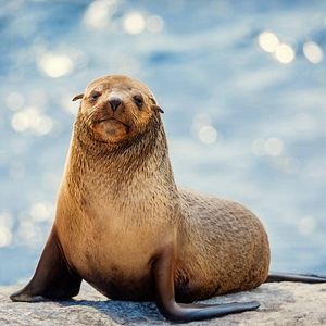 Foto La vida secreta de los animales