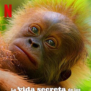 Foto La vida secreta de los orangutanes