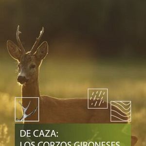 Foto De caza: los corzos gironeses