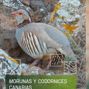 Foto Morunas y codornices canarias