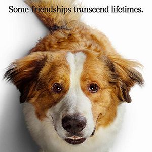 Foto Tu mejor amigo: Un nuevo viaje