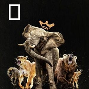 Foto Reinas del mundo salvaje