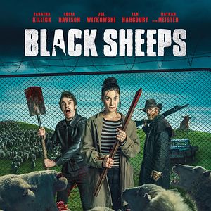 Foto Black Sheeps