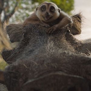 Foto Mufasa: El rey león