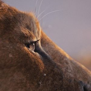 Foto Mufasa: El rey león