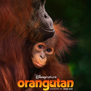 Foto Orangutan