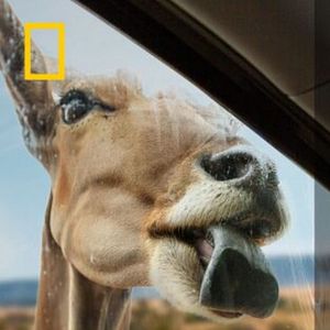 Foto Encuentros muy salvajes