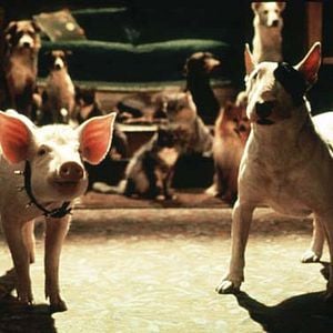 Foto Babe, el cerdito en la ciudad