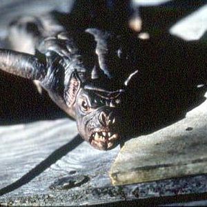 Foto Bats (Murciélagos)