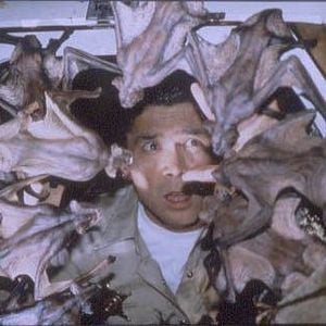 Foto Bats (Murciélagos)