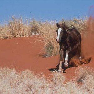 Foto Corriendo libre