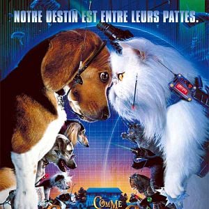 Foto Como perros y gatos