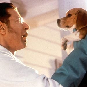 Foto Como perros y gatos