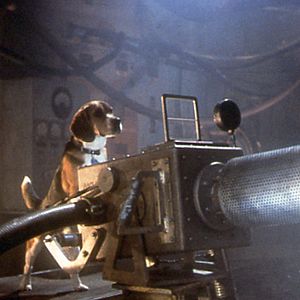 Foto Como perros y gatos