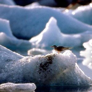 Foto Nómadas del viento