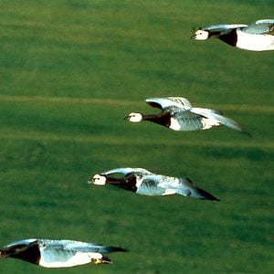 Foto Nómadas del viento