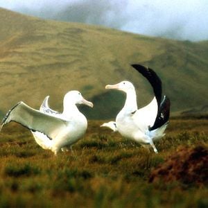 Foto Nómadas del viento