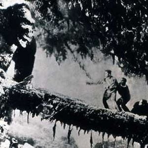 Foto King Kong