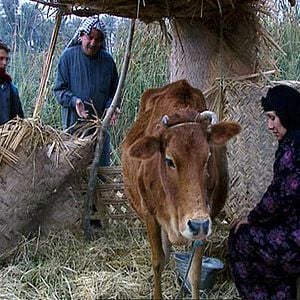 Foto Zamán, el hombre de los juncos